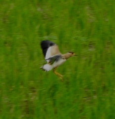 Vanellus malabaricus