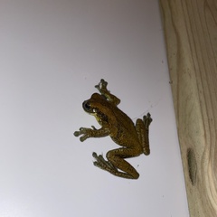 Trachycephalus typhonius