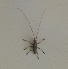 Olenecamptus bilobus
