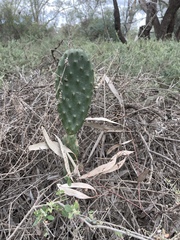 Opuntia