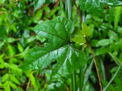 Ampelopsis glandulosa heterophylla