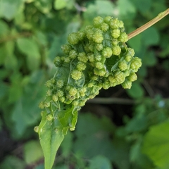 Daktulosphaira vitifoliae