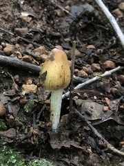 Coprinopsis