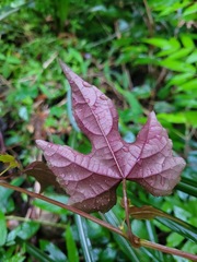 Ampelopsis glandulosa heterophylla
