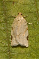 Paramesia gnomana
