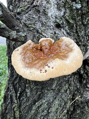 Ganoderma