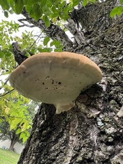 Ganoderma