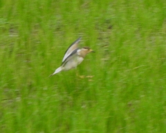 Vanellus malabaricus