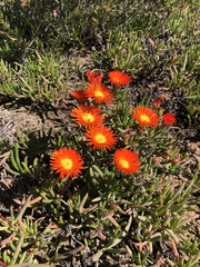Ruschieae