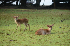 Rusa timorensis