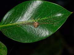 Dicranopalpus ramosus