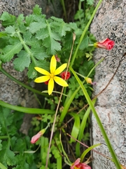 Pauridia gracilipes gracilipes