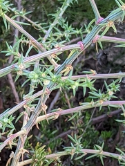 Salsola australis