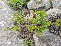 Crassula undulata