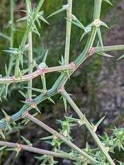 Salsola australis