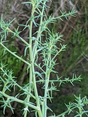 Salsola australis