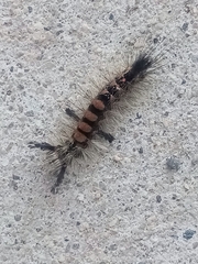 Orgyia pseudotsugata