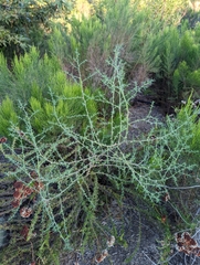 Salsola australis