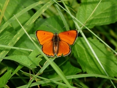 Lycaena dispar