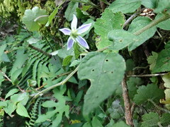 Lycianthes lysimachioides