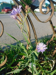 Lactuca tatarica