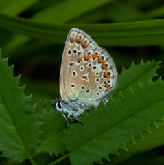 Polyommatus icarus
