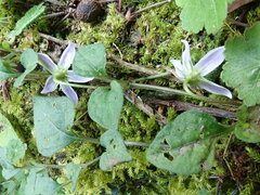 Lycianthes lysimachioides