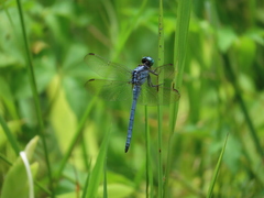 Orthetrum luzonicum