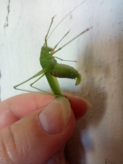 Phaneroptera falcata