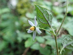 Lycianthes lysimachioides