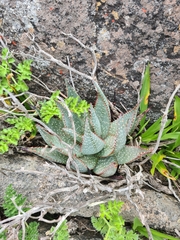 Aloe