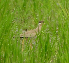 Vanellus malabaricus