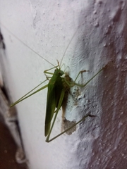 Phaneroptera falcata