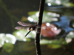 Pseudothemis zonata