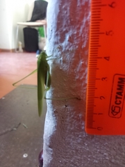 Phaneroptera falcata