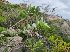 Gomphocarpus cancellatus