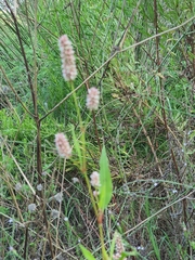 Magnoliopsida