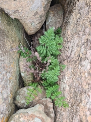 Polypodiopsida
