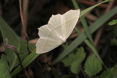 Campaea margaritaria