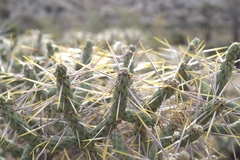 Cylindropuntia ramosissima