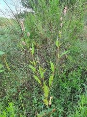Magnoliopsida