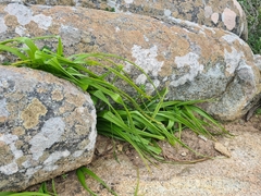 Empodium veratrifolium
