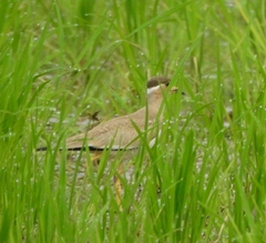 Vanellus malabaricus