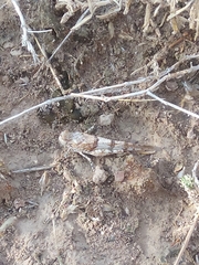 Oedipoda caerulescens