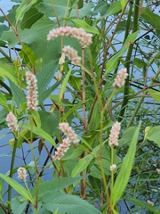 Magnoliopsida