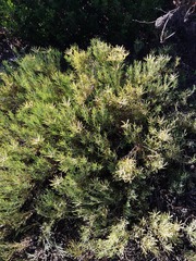 Leucadendron salignum