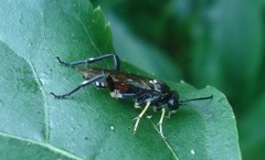 Macrophya militaris