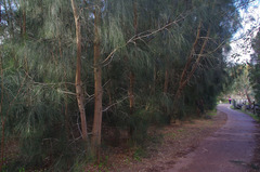 Casuarina glauca