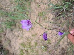 Gladiolus carinatus