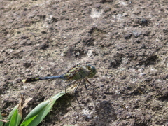 Diplacodes trivialis